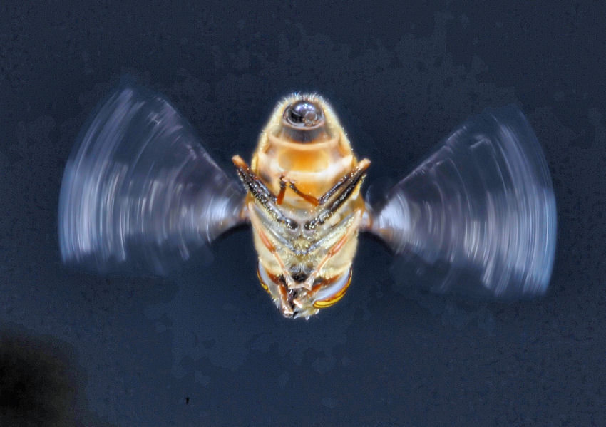 Eristalinus taeniops